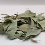 أوراق الكاليتوس